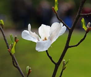 Biały, Kwiat, Magnolia Japońska