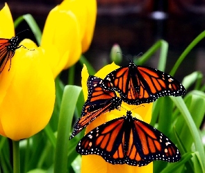 Żółte, Danaid wędrowny, Motyle, Monarcha, Tulipany