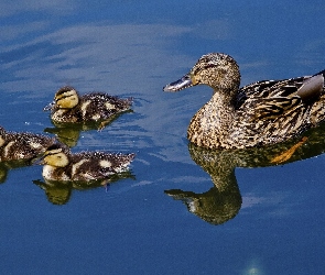 Kaczka, Odbicie, Jezioro, Kaczuszki