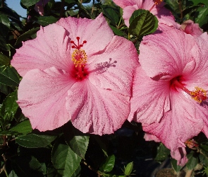 Różowy, Hibiskus