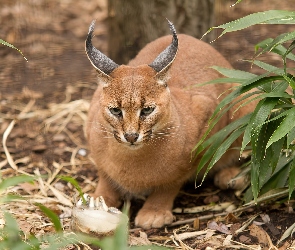 Karakal, Listki