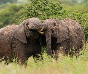 Słonie, Trawa, Dwa