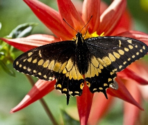 Żółty, Kwiat, Czerwony, Motyl, Czarno