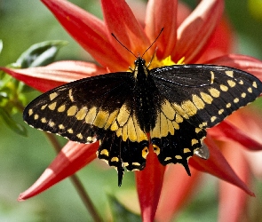 Czarno, Kwiat, Motyl, Czerwony, Żółty