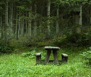 Polana, Ławka, Las