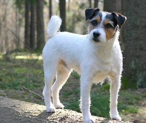 Las, Parson Russell Terrier