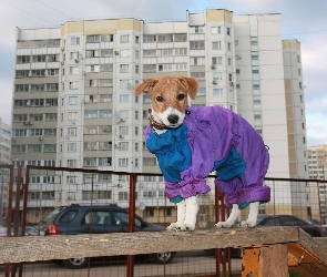 Parson Russell Terrier, Domy, Ubranko