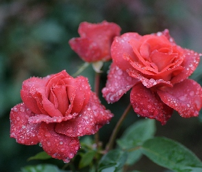Czerwone, Deszczu, Krople, Róże