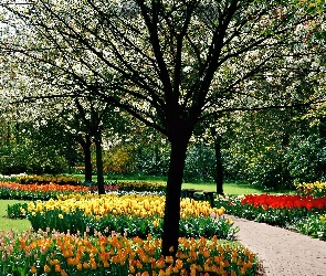 Wiosenny, Park, Tulipany, Drzewa, Kolorowe, Kwitnące