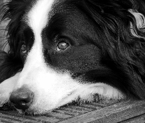 Piesek, Bearded collie, Łapka