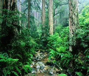 Amazonia, Kamienie, Strumyk, Dżungla