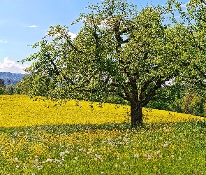 Góry, Dmuchawce, Łąka, Drzewa