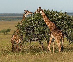 Żyrafy, Tanzania, Park Narodowy Serengeti, Sawanna