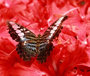 Motyl, Kwiaty, Piękny