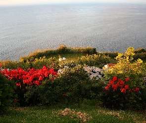 Portugalia, Azory, Ocean, Kwiatki