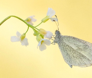 Motyl, Kwiat