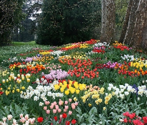 Kwiaty, Tulipany, Park
