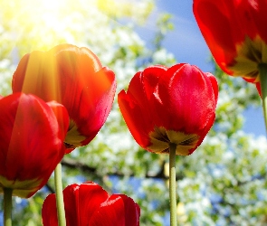 Promienie, Tulipany, Czerwone, Słońca
