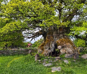 Drzewo, Ogrodzenie, Dąb