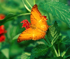 Pomarańczowy, Pokrzywy, Motyl