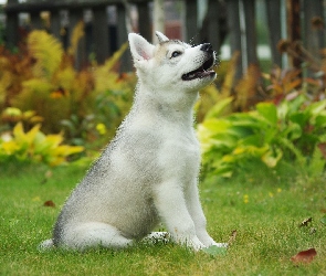 Szczeniak, Ogród, Husky