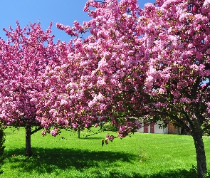Kwitnące, Drzewa, Ogród