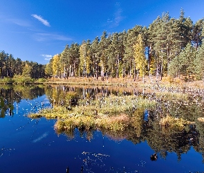 Las, Trawa, Jezioro