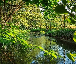 Rzeczka, Lato, Las