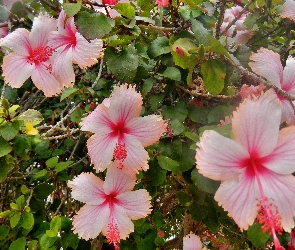 Różowy, Hibiskus, Kwiaty