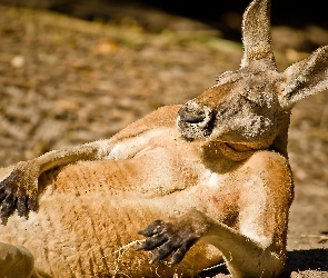 Kangur, Odpoczywający