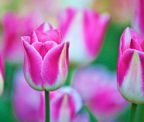 Białe, Tulipany, Różowo