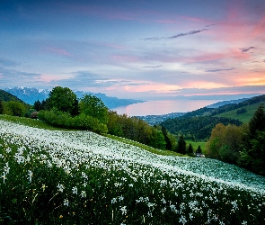 Słońca, Kwiaty, Las, Góry, Zachód