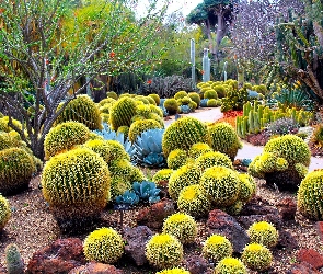 Botaniczny, Kaktusy, Ogród