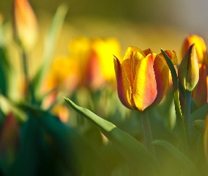 Żółte, Tulipany