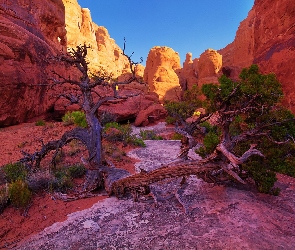 Kanion, Drzewo, Narodowy, Utah, Park