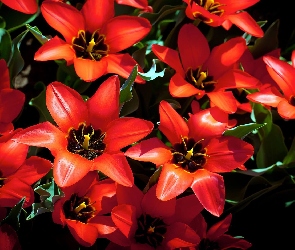 Czerwone, Tulipany, Rozkwitnięte