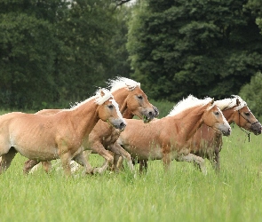 Łąka, Drzewa, Konie