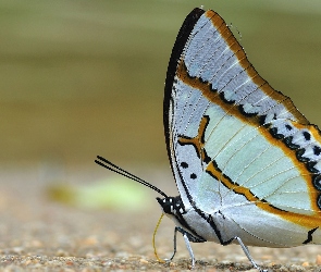 Paski, Miodowe, Biały, Motyl