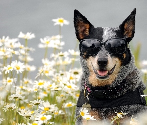 Okulary, Australian cattle dog, Pies