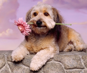 Różowa, Lhasa Apso, Pies, Gerbera