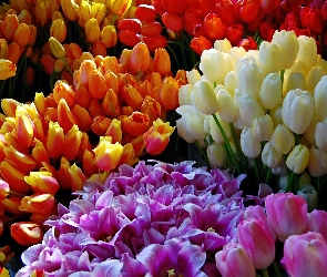 Bukiety, Tulipanów, Kolorowych