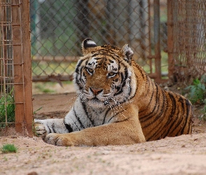 Tygrys, Zoologiczny, Ogród