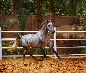 Koń, Palma, Ogrodzenie, Arabski