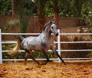 Palma, Ogrodzenie, Koń, Arabski