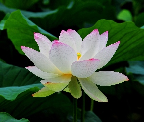 Kwiat, Lotosu, Biały
