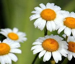Krople, Deszczu, Rumianki