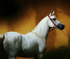Arab, Koń