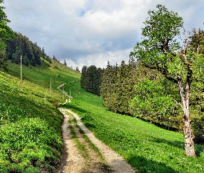 Szwajcaria, Drzewa, Droga, Zbocze