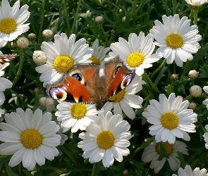 Margerytki, Rusałka pawik, Motyl