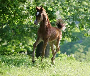 Arab, Zieleń, Źrebak